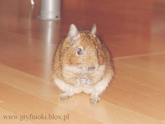 Brian The Degu