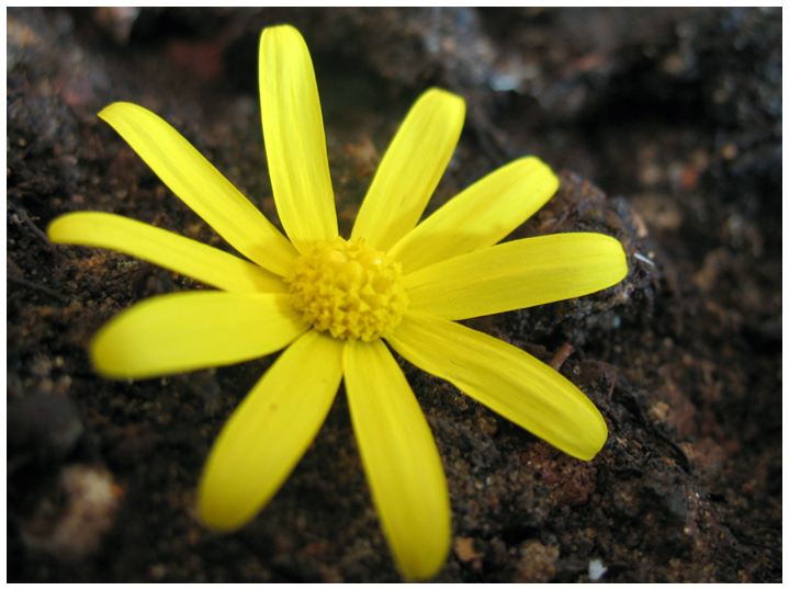 Yellow Flower.