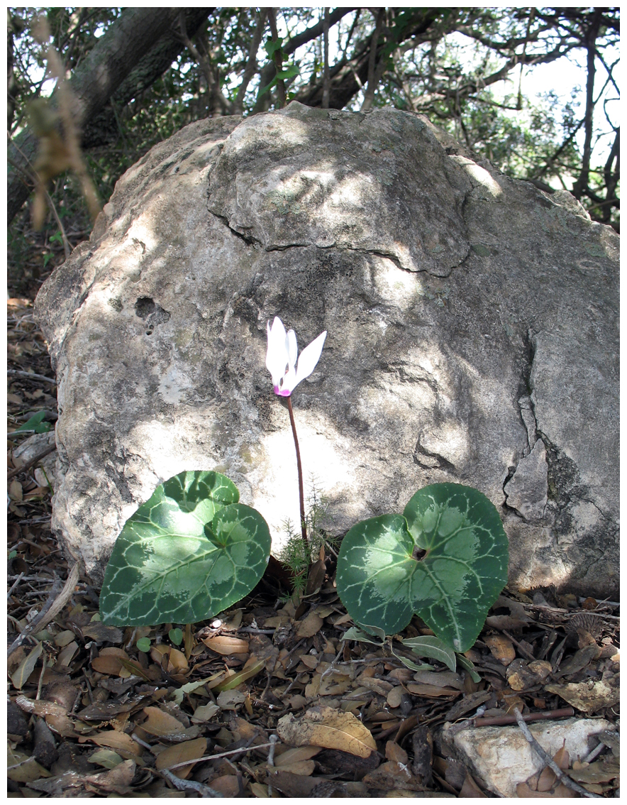 Cyclamen