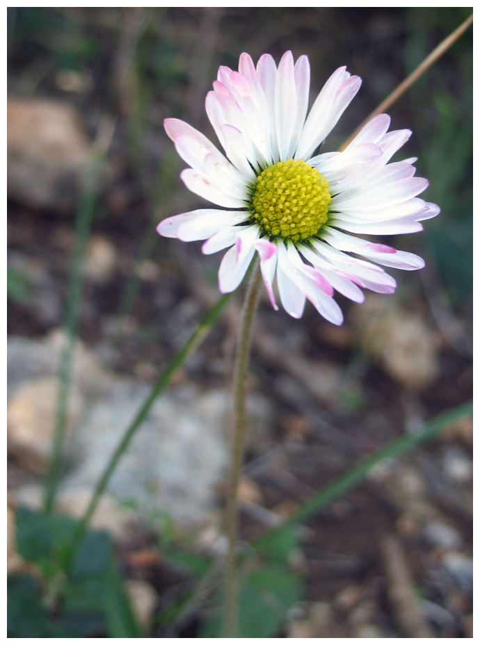 Pink Daisy