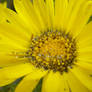 Yellow Flower Stock 01