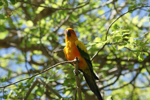 Yellow Parrot