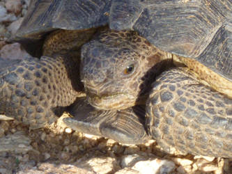 Desert Tortoise Close-Up