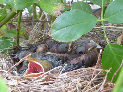 Baby Cardinals