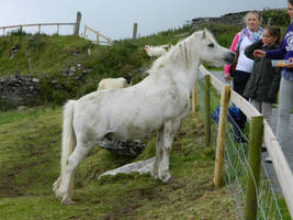 Connemara Pony