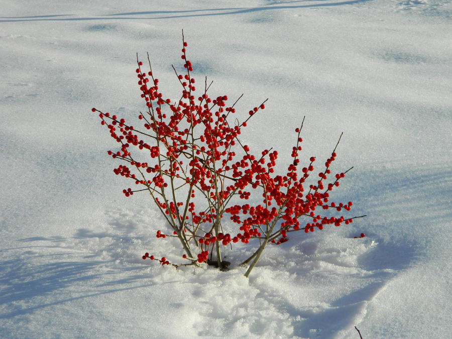 Berry Bush