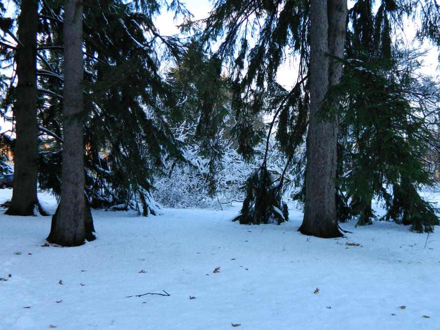 Snowy Trees 1