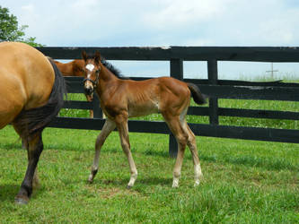 Thoroughbred Foal 3