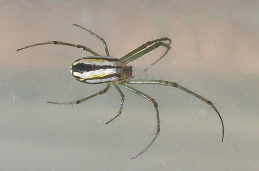 Leucauge venusta  01