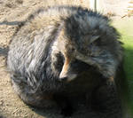 Raccoon Dog by QmP3L