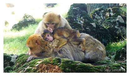 Barbary Macaque .31