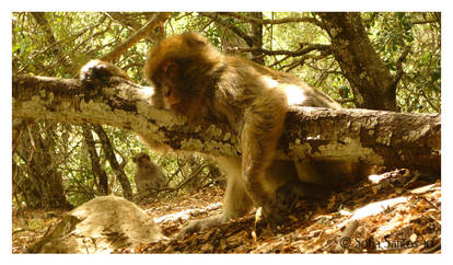 Barbary Macaque .32