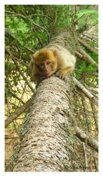 Barbary Macaque .33