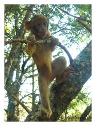 Barbary Macaque .35