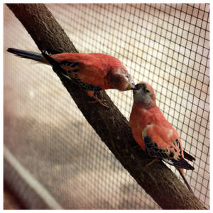 Kissing Parakeets