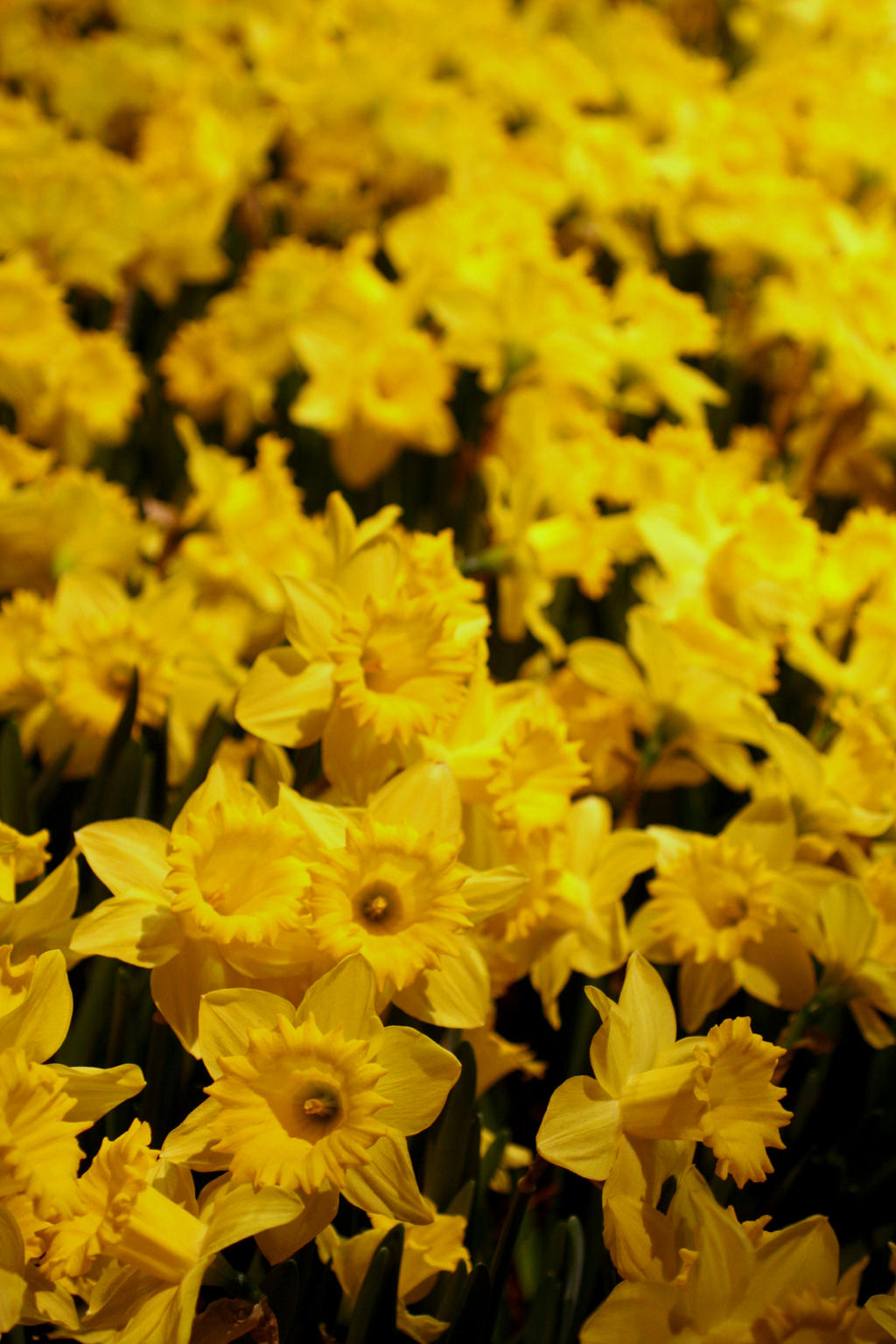 Daffodils II