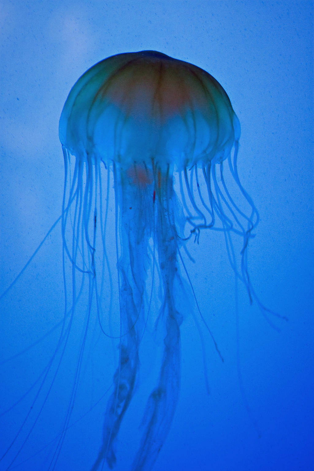 Jellyfish III