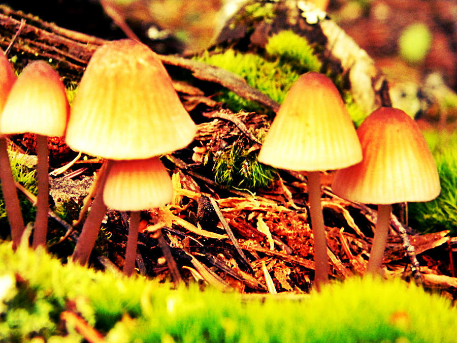 Mushrooms. by littlemisshali on DeviantArt