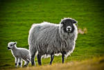 The Evening Wool by LeeDavidPriest