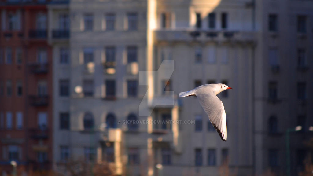 Gulls among humans 2