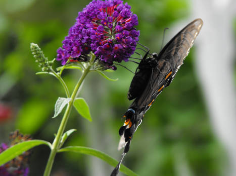 Morning Butterfly