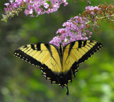 Yellow Butterfly