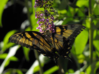 yellow Swallowtail