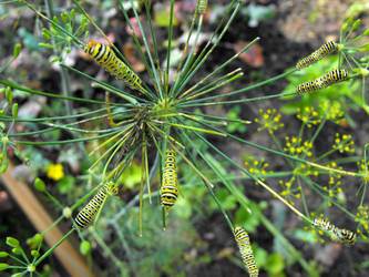 swallowtail caterpillars 2