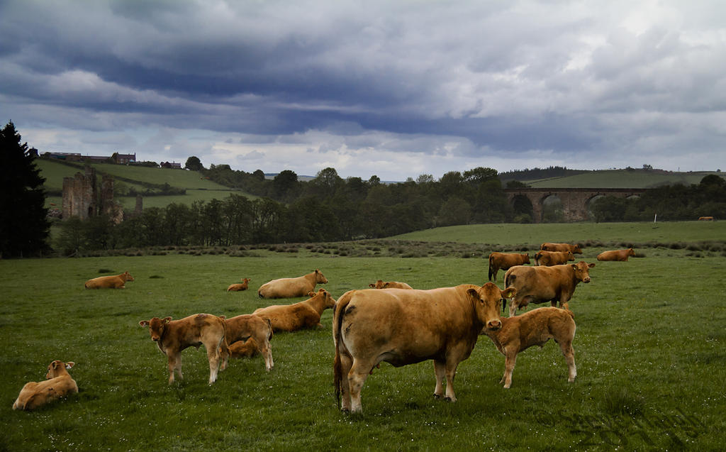 Abberwick Herd