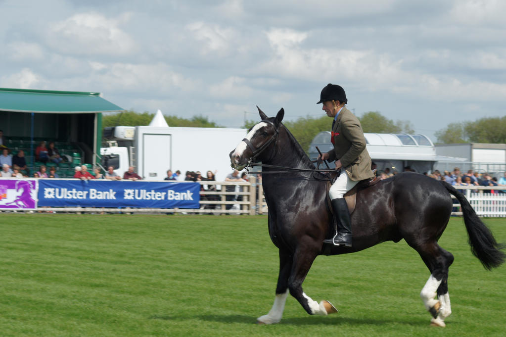 Horse stock - Cobs