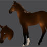 KWPN Foal  Auction