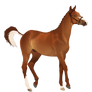 chestnut sabino tb - owned by AshTheDreamer