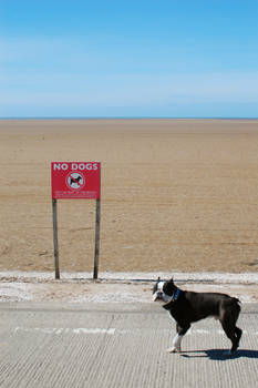 no dogs