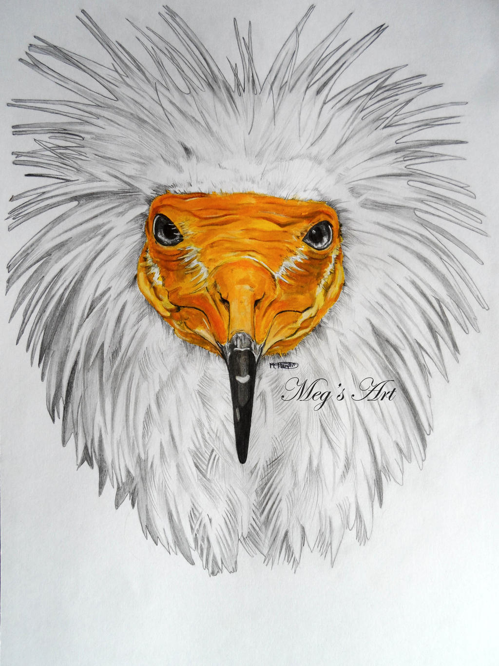 Egyptian Vulture