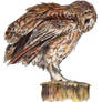 SALE Limited Edition Tawny Owl Giclee Print