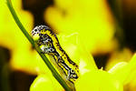 Caterpillar by Fixzor