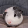 Bazil My Guinea-Pig