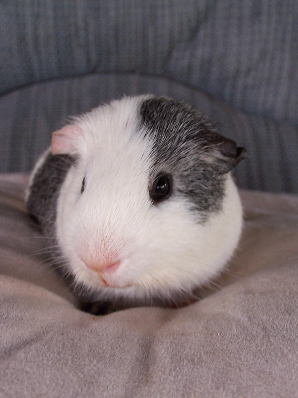 Bazil My Guinea-Pig