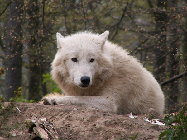 White Wolf 001