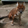 Asiatic Red Dog Dhole 2