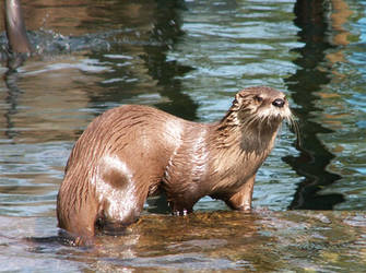 Northern River Otter 01