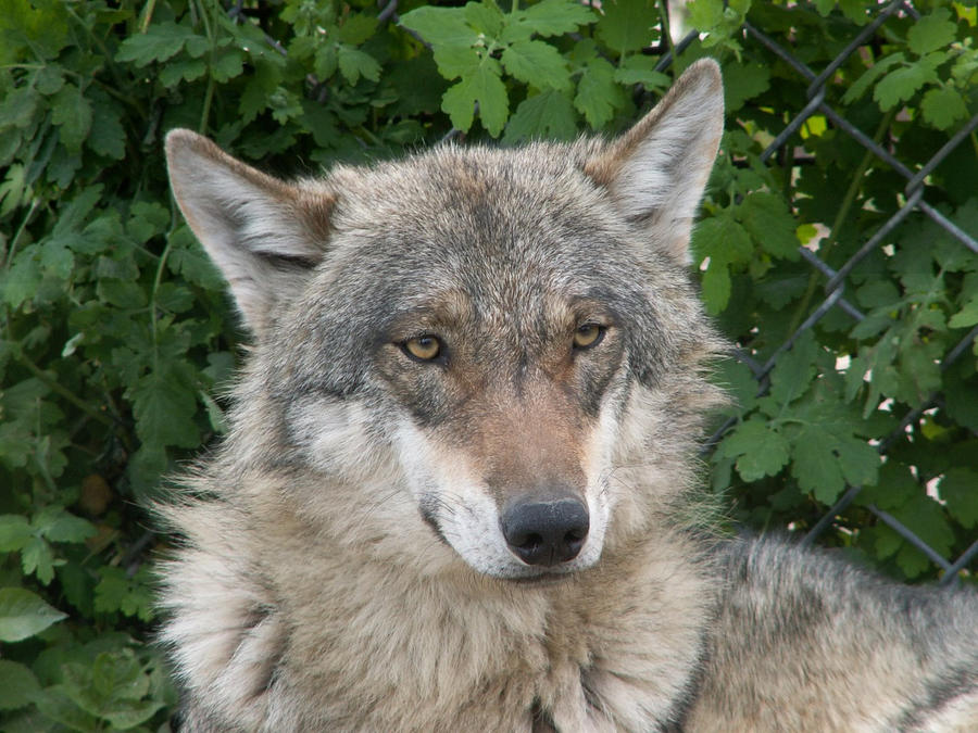 Gray Wolf 04 by animalphotos