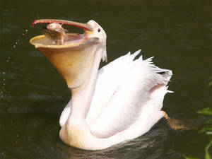 Great White Pelican 01