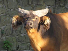 Forest Buffalo