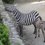 Selous' zebra 01