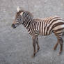 Selous' zebra 02