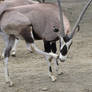 Arabian Oryx 02