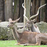 Greater Kudu