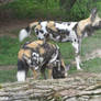 African Wild Dog