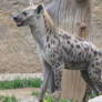 Spotted Hyena 03